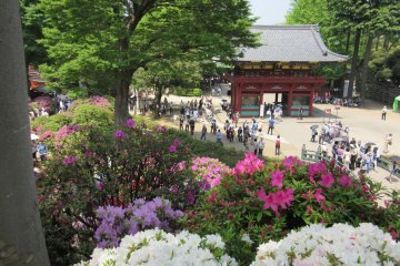 The view wth Nezu Jinja