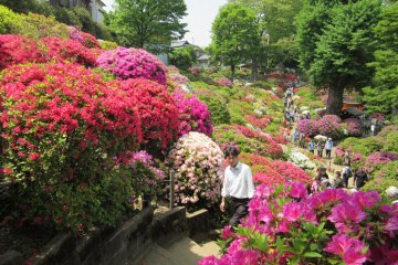 Azalea festival is very popular
