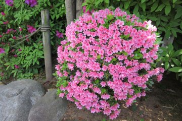 Ball-shaped azalea bush