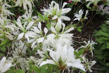 Unusual shape of flowers