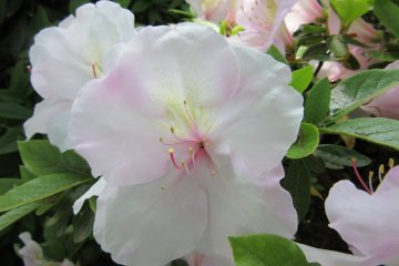 White azalea