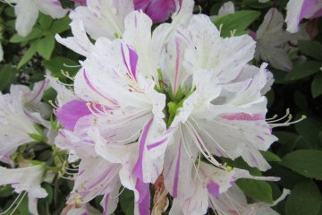 Striped azalea