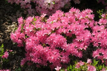 Pink azalea has a great variety of shades