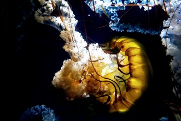 Jellyfish floating around and having fun 
