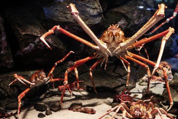 Gigantic crab, the one on the left is about hand-sized