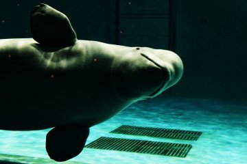 Beluga whale saying hello from the its aquarium