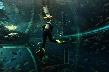 Swimming underwater with various fishes