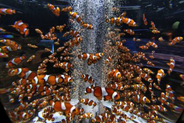 I found some Nemos...a lot of them 
