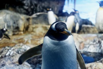 This penguin was giving me a cool facial expression