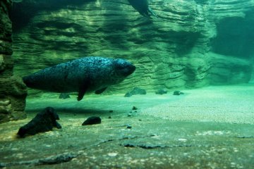 Sea lions swimming in their aquarium