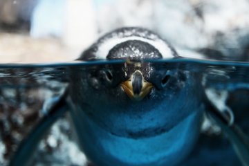"I see you" says this half-submerged penguin