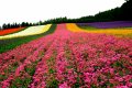 Furano