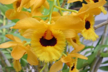 Very small orchid