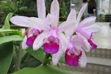 Beautiful color 