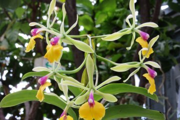 The variety of orchids is really amazing