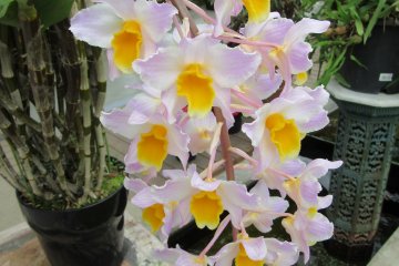 Cascading orchids