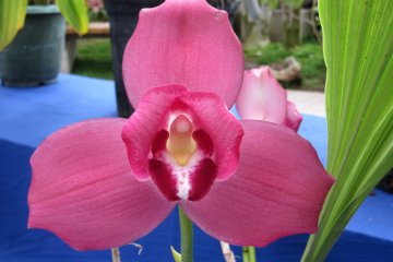 Pretty in pink!