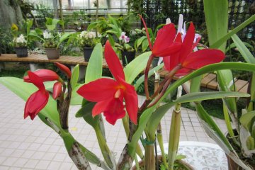 Red orchids