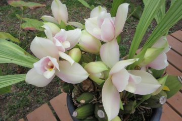 Beautiful orchids