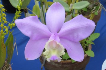 Lilac orchid