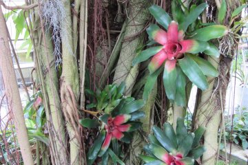 Tropic plants