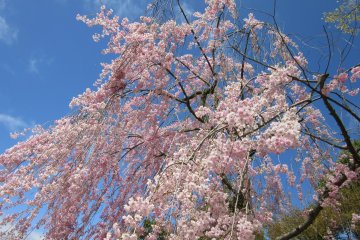 Weeping sakura