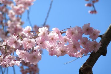 Tender sakura blossoms