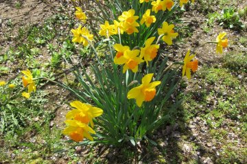 Narcissus