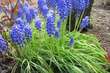 Spring flowers