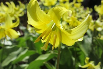Lilly