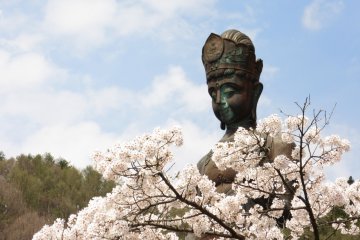 Kannon and sakura