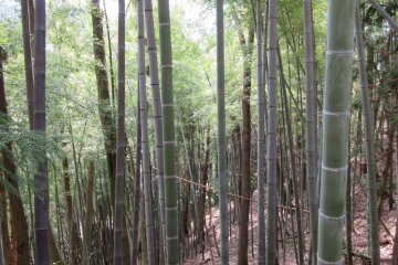 Bamboo forest