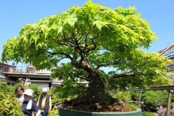 My Trip to Omiya Bonsai Village