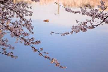 Ducks make a good composition