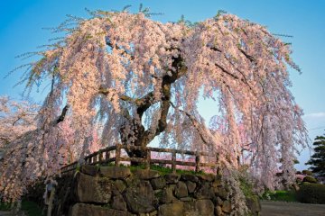 I think this is the master tree in the park