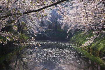 Cherry blossoms everywhere