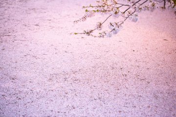 A cherry blossom bath