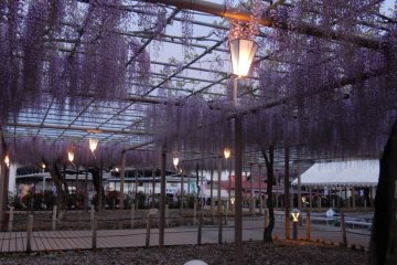 Romantic atmosphere in the park during the festival.