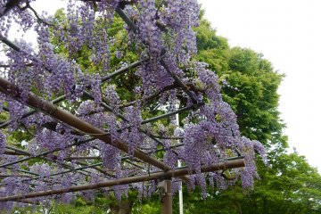 The hanging blossoms.