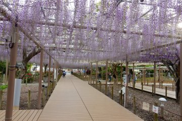 Wisteria, or fuji flowers, often appeared on Japanese art and literature.