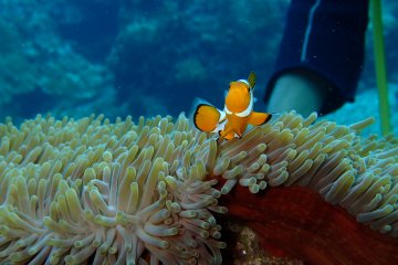 Viking Scuba can provide underwater cameras as part of kit rental