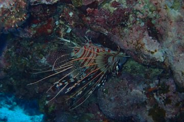 Watch out for the lionfish!