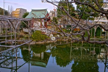 Kameido pond reflections