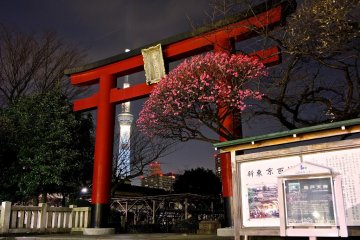 Kameido Ten Jinja during Ume Matsuri (Plum Blossom Festival)