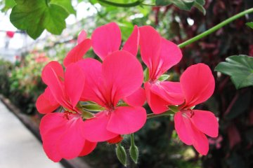 Scarlet flower