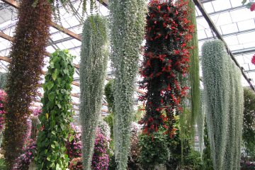 I liked these hanging plants
