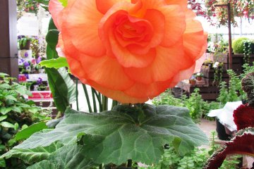 There was special exhibition of this type of flower