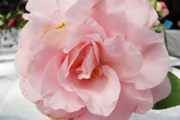 Charming pink