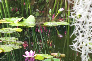 The pond with water lillies