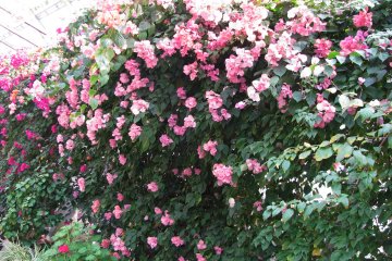 The bushes with tiny flowers